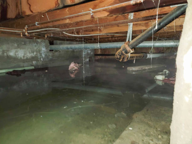 Best Mold removal after water damage  in Belvedere Park, GA